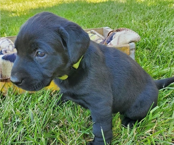 Medium Photo #6 Labrador Retriever Puppy For Sale in SEDALIA, MO, USA