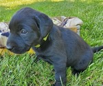 Small Photo #6 Labrador Retriever Puppy For Sale in SEDALIA, MO, USA
