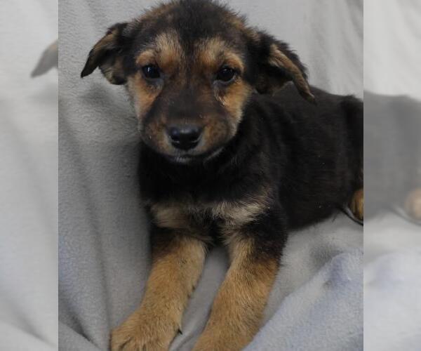 Medium Photo #1 Mutt Puppy For Sale in Thief River Falls, MN, USA