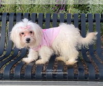 Small Photo #5 Maltese Puppy For Sale in BREA, CA, USA