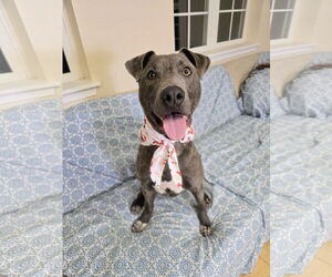 Mutt Dogs for adoption in Rockaway, NJ, USA