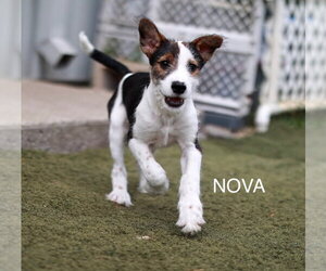 Nova - Male Mutt Dog for Adoption - Photo #12