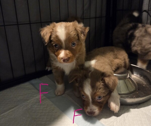 Medium Photo #7 Miniature Australian Shepherd Puppy For Sale in EVERTON, MO, USA