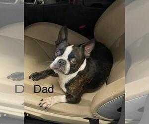 Father of the Boston Terrier puppies born on 06/20/2025