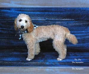 Father of the Aussiedoodle Miniature  puppies born on 07/22/2025