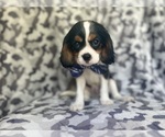 Small #1 Cavalier King Charles Spaniel