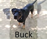 Small #4 Black Mouth Cur-Rottweiler Mix