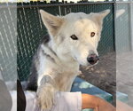 Small #1 Siberian Husky