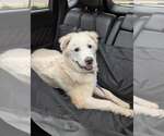 Small #1 Great Pyrenees