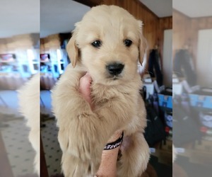 Golden Retriever Puppy for sale in LAURENS, SC, USA