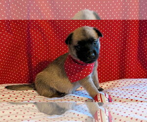 German Shepherd Dog-Unknown Mix Dogs for adoption in The Woodlands, TX, USA