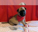 Small German Shepherd Dog Mix