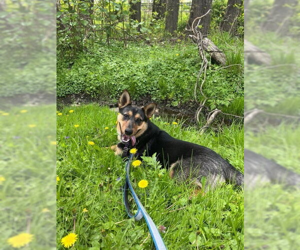 Medium Photo #12 Mutt Puppy For Sale in Elmsford, NY, USA