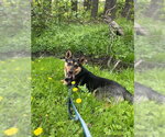 Small #11 Mutt