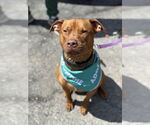 Small #2 American Pit Bull Terrier-Staffordshire Bull Terrier Mix