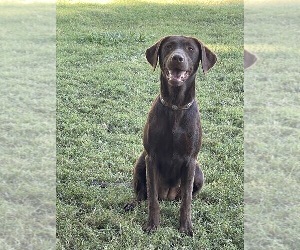 Medium Photo #2 Labrador Retriever Puppy For Sale in BROWNS VALLEY, CA, USA