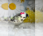 Small Photo #2 Aussiedoodle Miniature  Puppy For Sale in RIPLEY, MS, USA