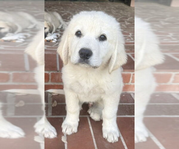 Medium Photo #3 Anatolian Pyrenees Puppy For Sale in Houston, TX, USA