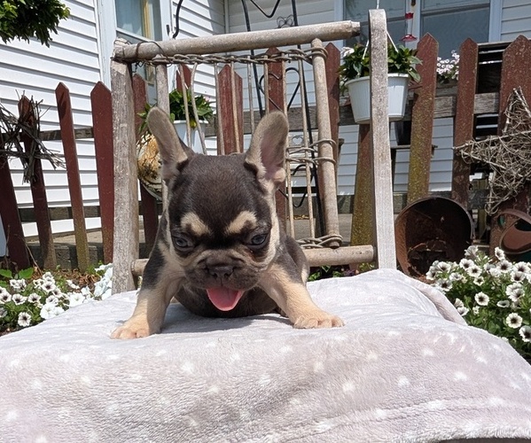 Medium Photo #45 French Bulldog Puppy For Sale in GOSHEN, IN, USA