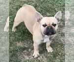 Small Photo #1 French Bulldog Puppy For Sale in SIOUX FALLS, SD, USA