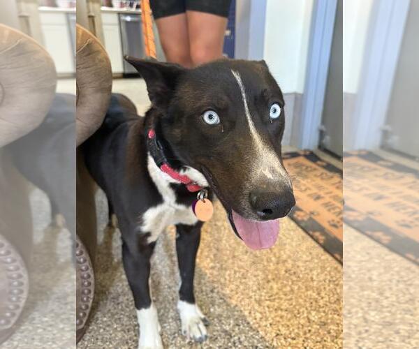 Medium Photo #2 Border-Aussie Puppy For Sale in Incline Village, NV, USA