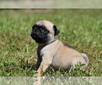 Small #5 Pug