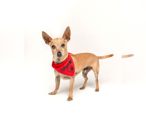 Medium Photo #4 Chihuahua Puppy For Sale in Oakhurst, NJ, USA