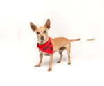 Small #3 Chihuahua