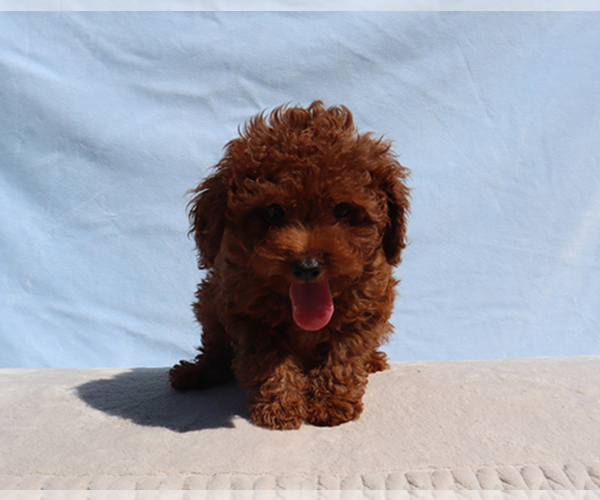 Medium Photo #4 Poodle (Toy) Puppy For Sale in LOS ANGELES, CA, USA