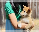 Small Photo #5 Shiba Inu Puppy For Sale in FREMONT, CA, USA