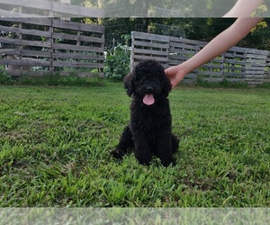 Poodle (Standard) Puppy for sale in COUCH, MO, USA