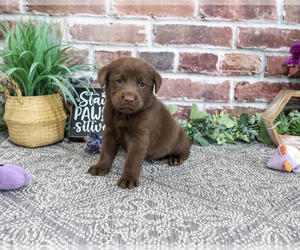 Labrador Retriever Puppy for sale in SYRACUSE, IN, USA