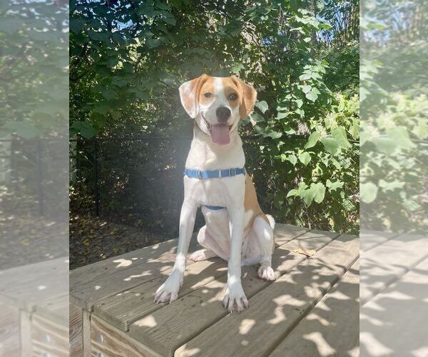 Medium Photo #8 Mutt Puppy For Sale in Elmsford, NY, USA