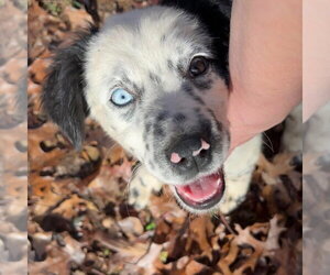 Aussie Pyrenees Dogs for adoption in Canton, CT, USA
