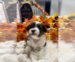 Puppy George Jr YorkiePoo