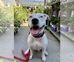 Small #2 American Pit Bull Terrier-American Staffordshire Terrier Mix
