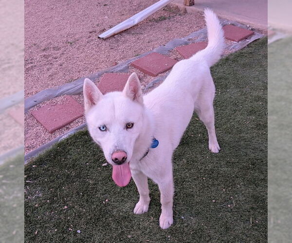 Medium Photo #2 Siberian Husky Puppy For Sale in Omaha, NE, USA