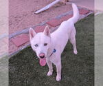Small #1 Siberian Husky