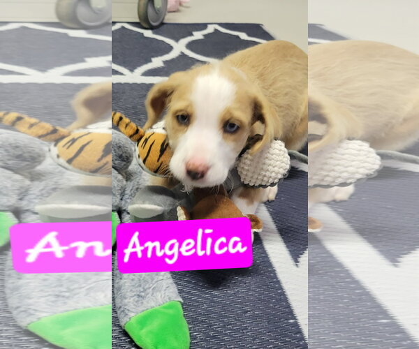 Medium Photo #4 Miniature Labradoodle Puppy For Sale in Brooksville, FL, USA