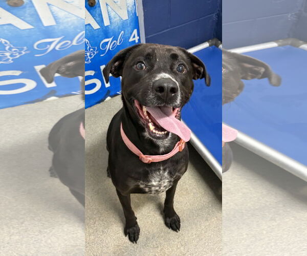 Medium Photo #1 Mutt Puppy For Sale in Sterling, MA, USA