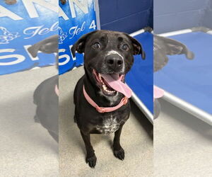 Mutt Dogs for adoption in Sterling, MA, USA