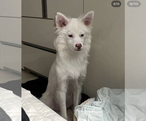 YUKI - Male Unknown-pomeranian spitz Mix Dog for Adoption - Photo #3
