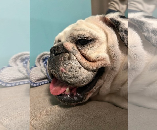 Medium Photo #2 Bulldog Puppy For Sale in Menifee, CA, USA