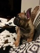 Small Photo #3 French Bulldog Puppy For Sale in TEMPLETON, CA, USA
