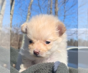Doberman Pinscher Puppy for sale in PORTLAND, ME, USA