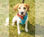 Small #23 American Pit Bull Terrier-Treeing Walker Coonhound Mix