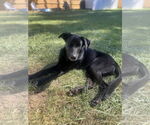 Small #1 Labrador Retriever Mix