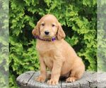 Small #4 Golden Irish
