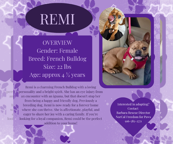 Medium Photo #1 French Bulldog Puppy For Sale in Rancho Cordova, CA, USA