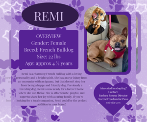 French Bulldog Dogs for adoption in Rancho Cordova, CA, USA
